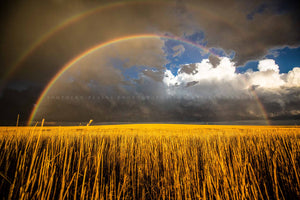 Great plains landscape photography print of a double rainbow shining over a golden wheat field on a stormy spring day in Kansas by Sean Ramsey of Southern Plains Photography.