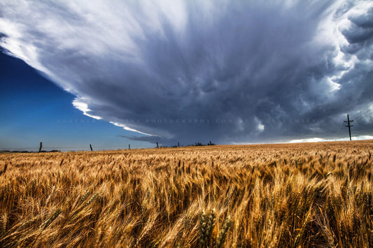 Country photography print of storm clouds growing over amber waves in a wheat field on a stormy spring day in Kansas by Sean Ramsey of Southern Plains Photography.