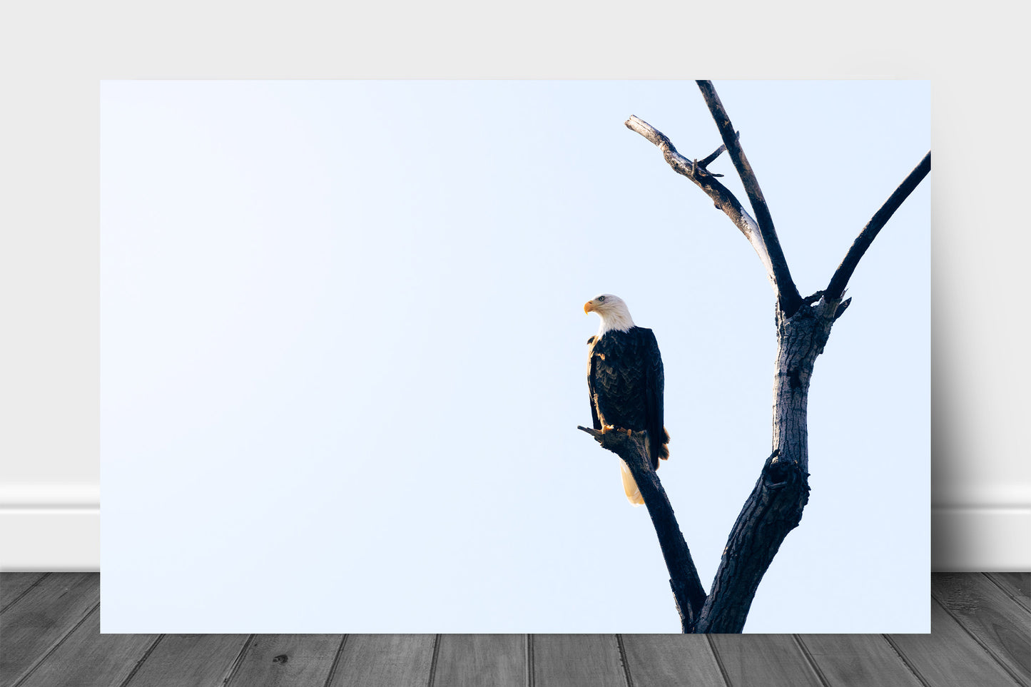 Wildlife aluminum metal print wall art of a bald eagle perched on a branch against a sunlit sky in Oklahoma by Sean Ramsey of Southern Plains Photography.