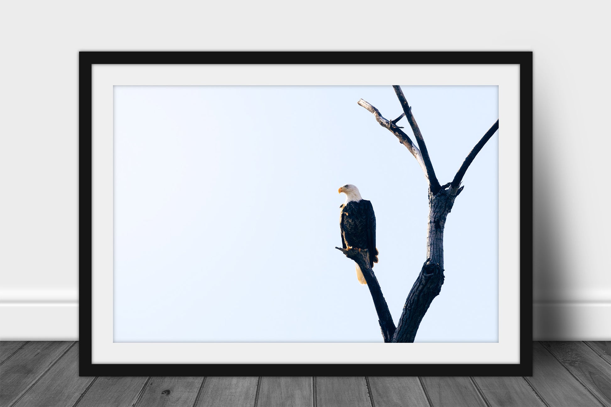 Framed and matted wildlife print of a bald eagle perched on a branch against a sunlit sky in Oklahoma by Sean Ramsey of Southern Plains Photography.