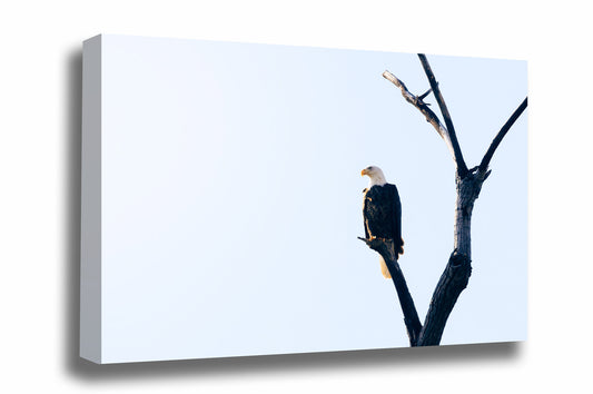 Wildlife gallery wrapped canvas wall art of a bald eagle perched on a branch against a sunlit sky in Oklahoma by Sean Ramsey of Southern Plains Photography.