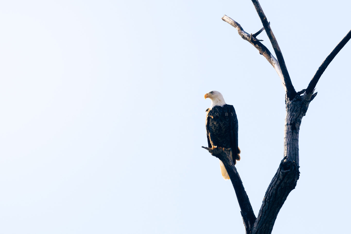 Wildlife photography print of a bald eagle perched on a branch against a sunlit sky in Oklahoma by Sean Ramsey of Southern Plains Photography.