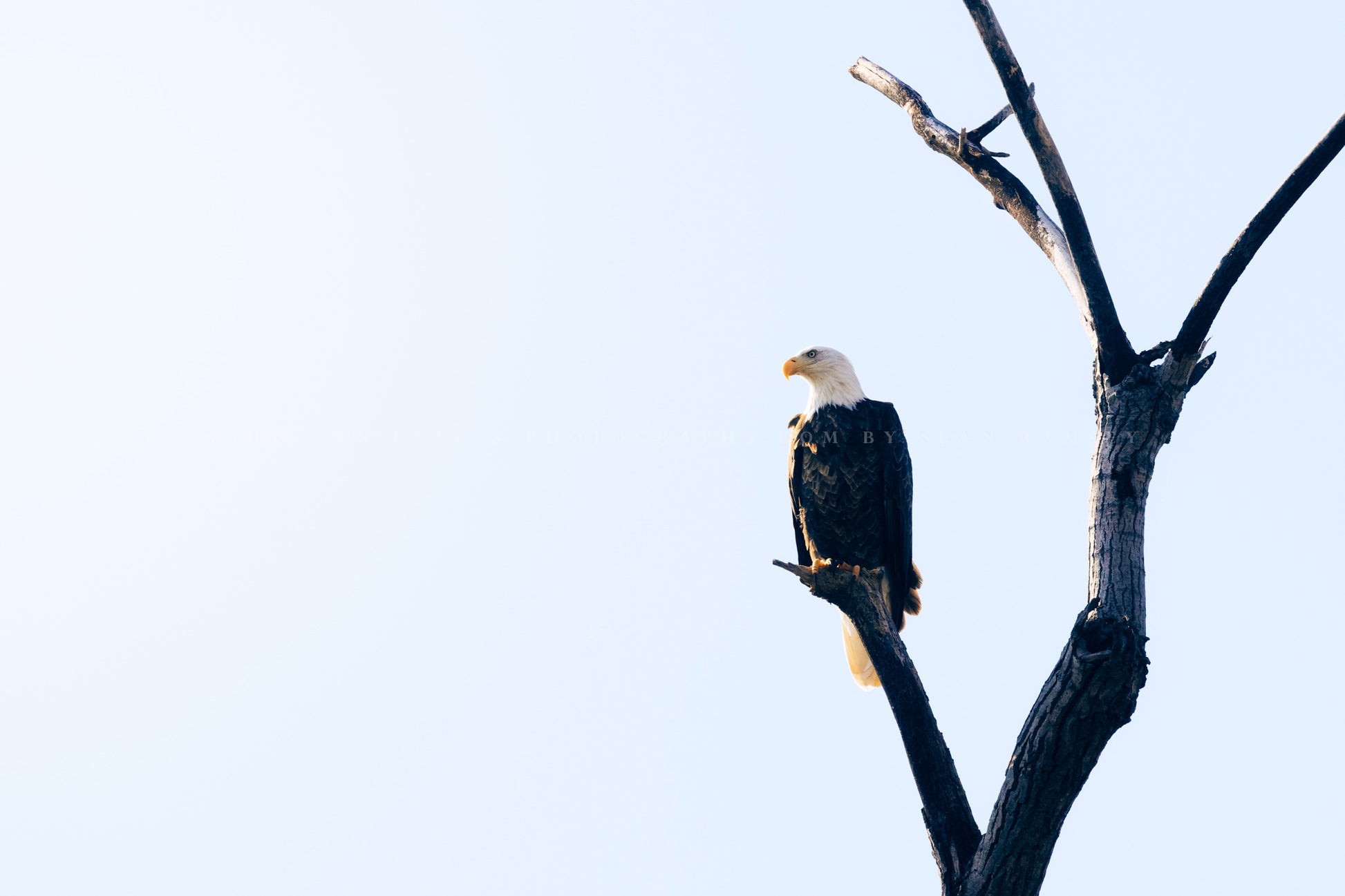 Wildlife photography print of a bald eagle perched on a branch against a sunlit sky in Oklahoma by Sean Ramsey of Southern Plains Photography.