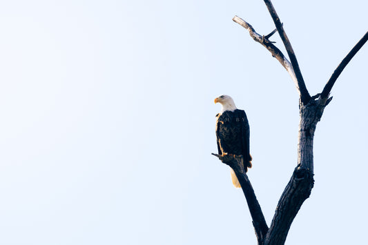Wildlife photography print of a bald eagle perched on a branch against a sunlit sky in Oklahoma by Sean Ramsey of Southern Plains Photography.