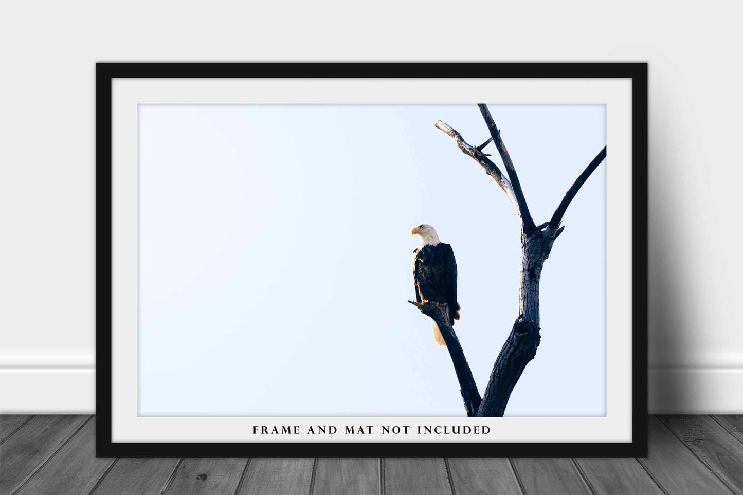 Bald Eagle Photography Print | Wildlife Picture | National Bird Wall Art | Oklahoma Photo | Nature Decor | Not Framed