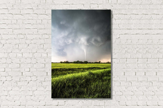 Vertical storm metal print wall art of a white tornado emerging from rain over a wheat field on a stormy spring day in Kansas by Sean Ramsey of Southern Plains Photography.