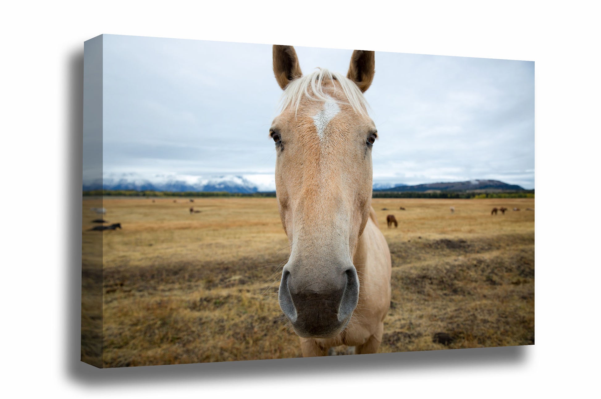 Equine canvas wall art of a palomino horse close and personal on an autumn day in Grand Teton National Park, Wyoming by Sean Ramsey of Southern Plains Photography.