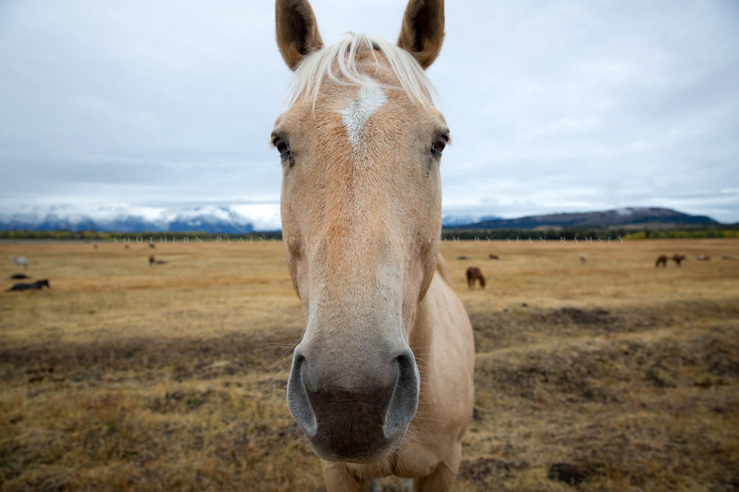 Equine photography print of a horse that's up close to get his picture taken on an autumn day in Grand Teton National Park, Wyoming by Sean Ramsey of Southern Plains Photography.