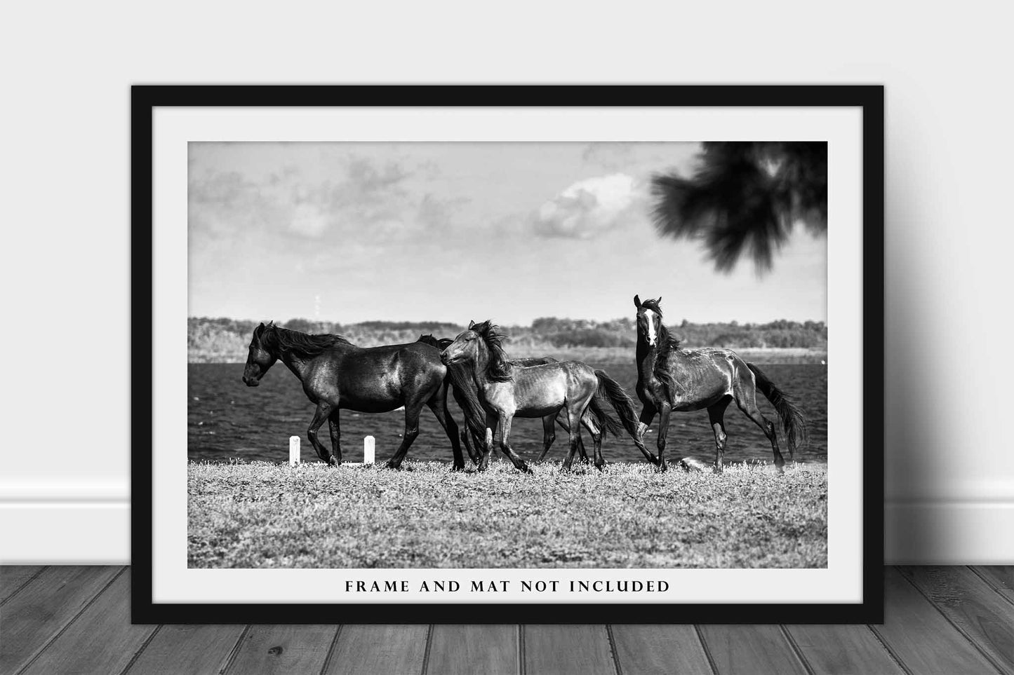 Wild Horses Along Coastal Inlet in North Carolina Photo Print (Unframed) | Black and White Outer Banks Wall Art OBX Decor
