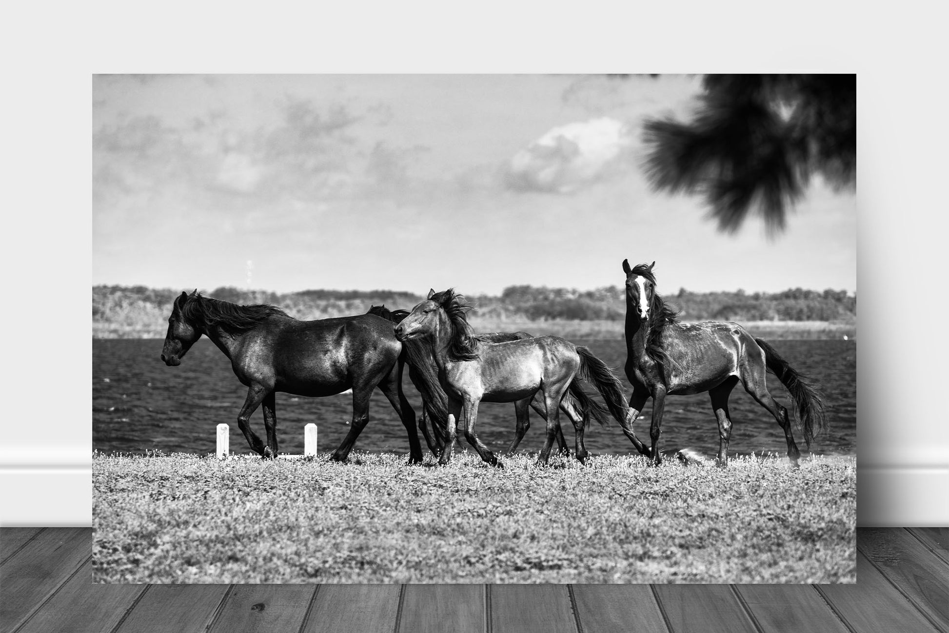 Black and white Outer Banks aluminum metal print wall art of wild horses along an inlet on a summer day near Corolla, North Carolina by Sean Ramsey of Southern Plains Photography.