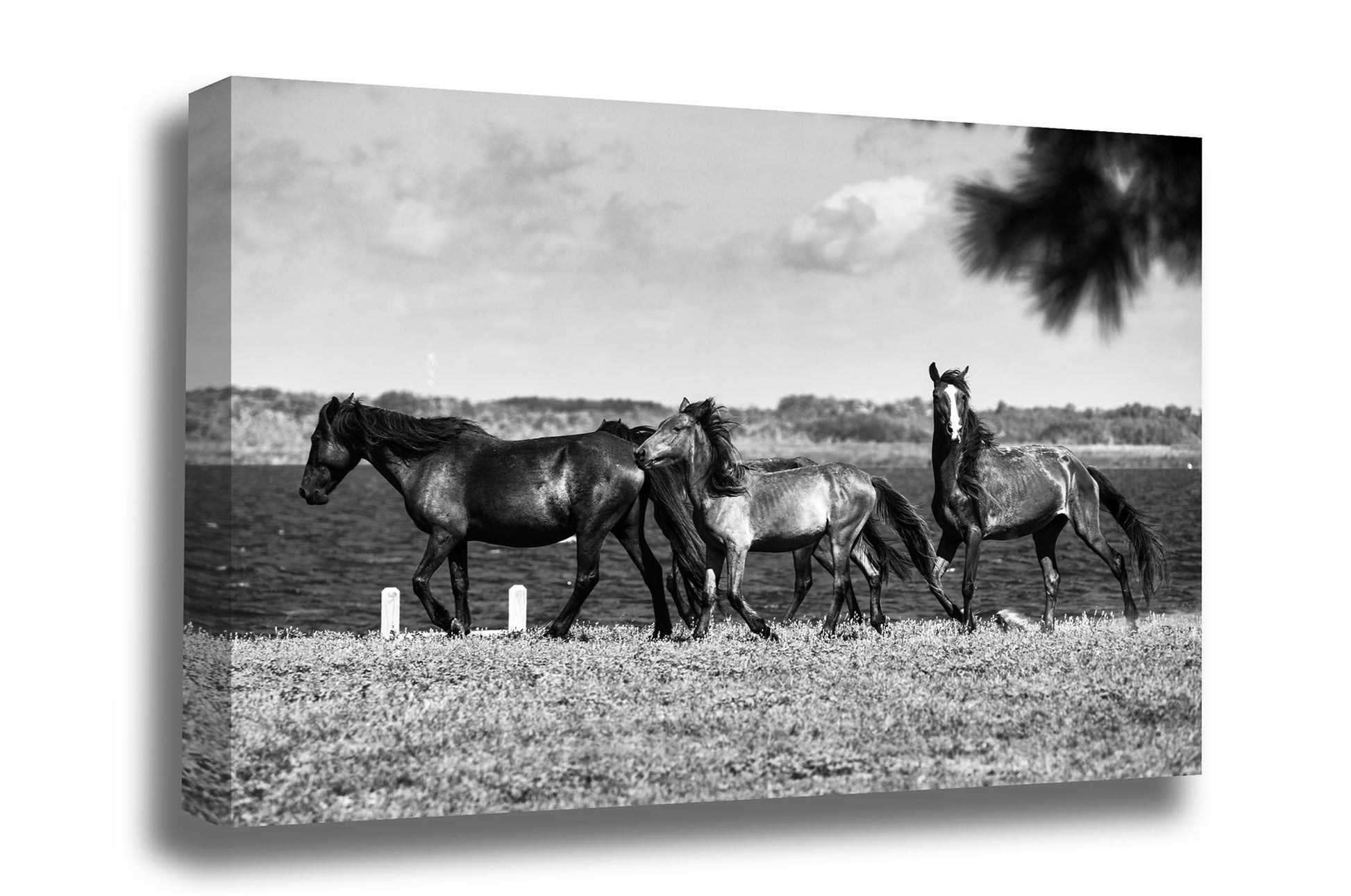 Black and white Outer Banks canvas wall art of wild horses along an inlet on a summer day near Corolla, North Carolina by Sean Ramsey of Southern Plains Photography.