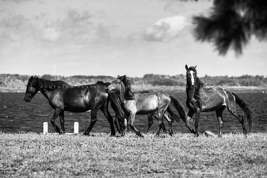 Black and white Outer Banks photography print of wild horses along an inlet on a summer day near Corolla, North Carolina by Sean Ramsey of Southern Plains Photography.