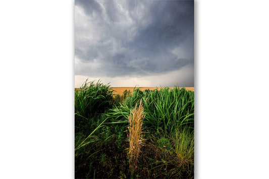 Vertical storm photography print of a thunderstorm brewing over a stalk of wild wheat on a stormy spring day in Oklahoma by Sean Ramsey of Southern Plains Photography.