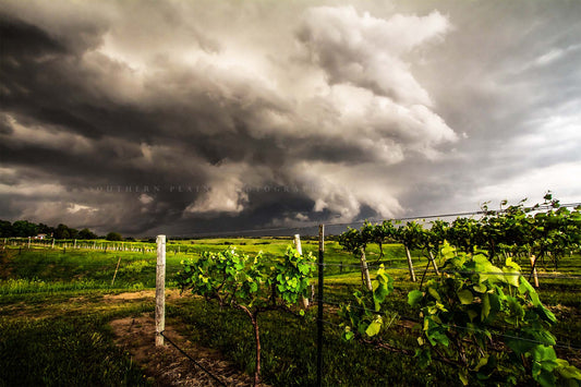 Storm photography print of a thunderstorm advancing over a vineyard on a stormy spring day in Nebraska by Sean Ramsey of Southern Plains Photography.