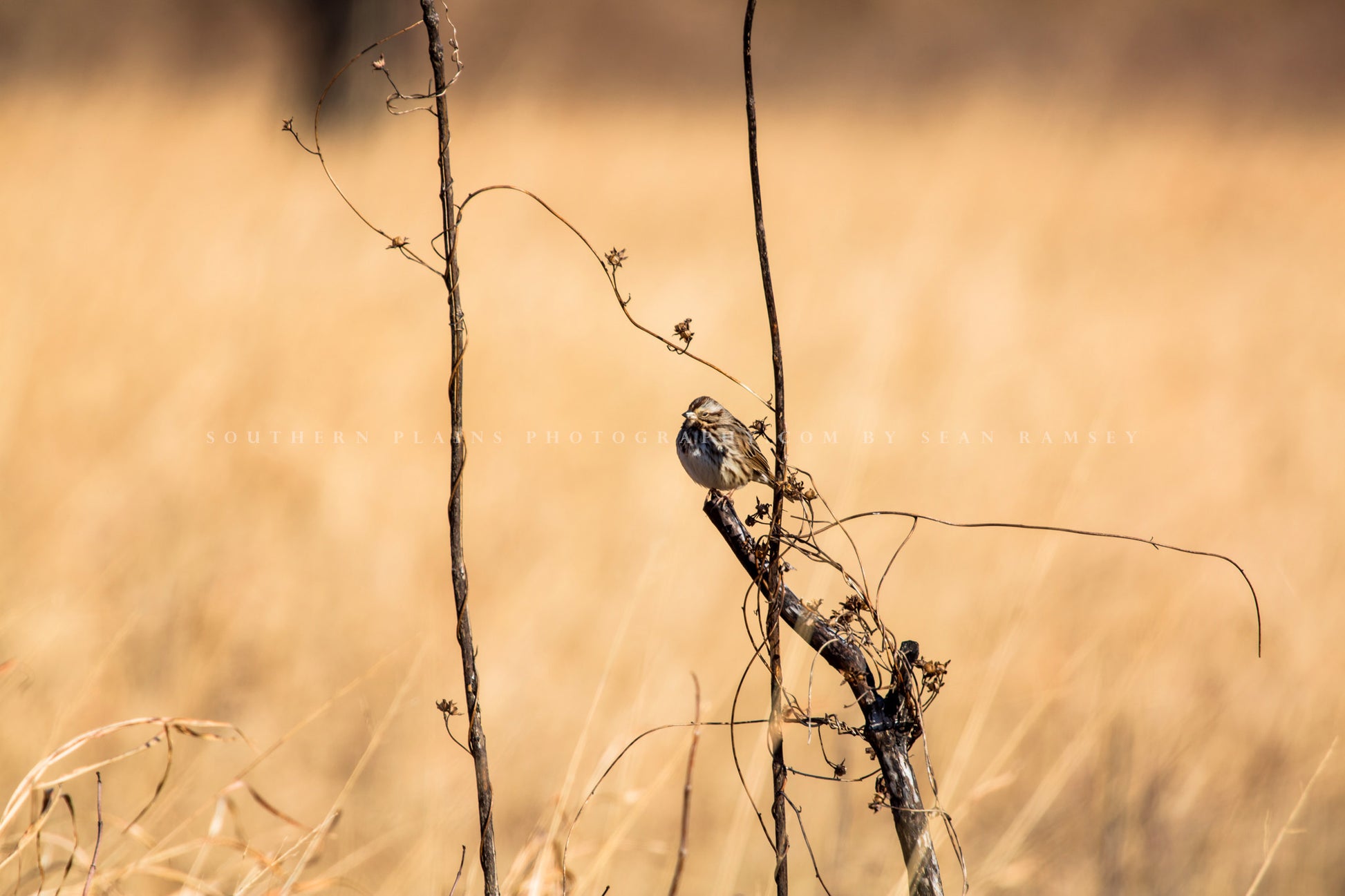 Nature photography print of a bird resting on a vine covered branch against a backdrop of golden prairie grass on a winter day in Oklahoma by Sean Ramsey of Southern Plains Photography.