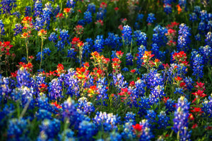 Wildflower photography print of bluebonnets and Indian paintbrush on a spring day in Texas by Sean Ramsey of Southern Plains Photography.