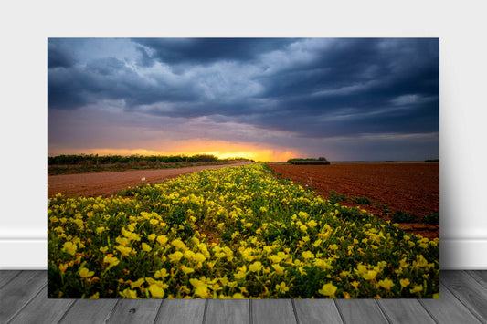 Country aluminum metal print wall art of yellow wildflowers leading to the horizon at sunset on a stormy spring evening in Texas by Sean Ramsey of Southern Plains Photography.