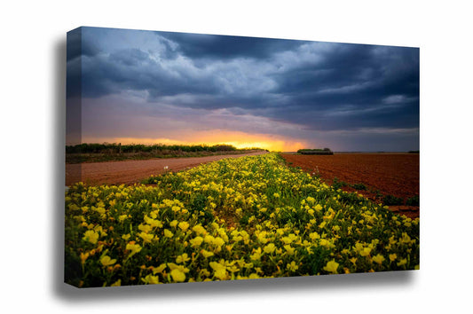 Country gallery wrapped canvas wall art of yellow wildflowers leading to the horizon at sunset on a stormy spring evening in Texas by Sean Ramsey of Southern Plains Photography.