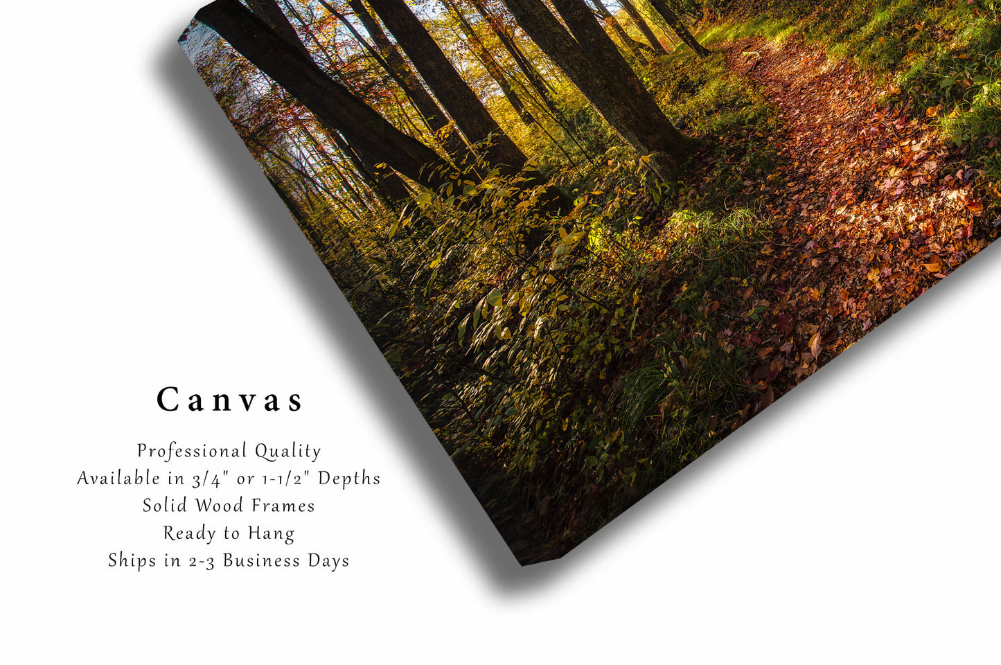 Canvas Wall Art | Hiking Trail Leading to Forest Picture | Great Smoky Mountains Gallery Wrap | Tennessee Photography | Nature Decor