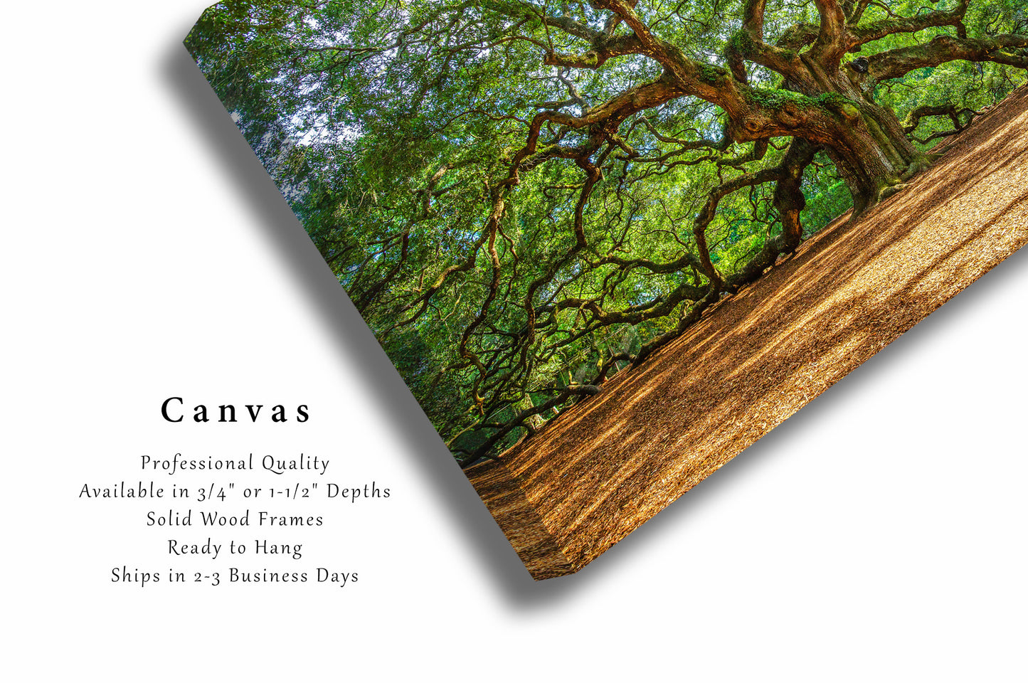 Nature Canvas Print | Angel Oak Tree Wall Art | South Carolina Photography | Lowcountry Photo | Nature Decor
