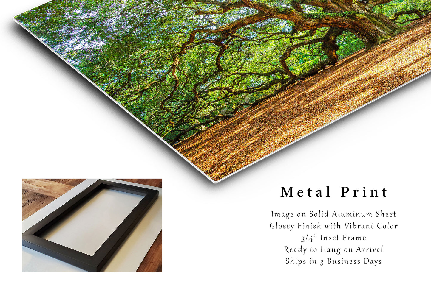 Angel Oak Tree Metal Print | Lowcountry Photography | Charleston South Carolina Wall Art | Southern Photo | Nature Decor | Ready to Hang