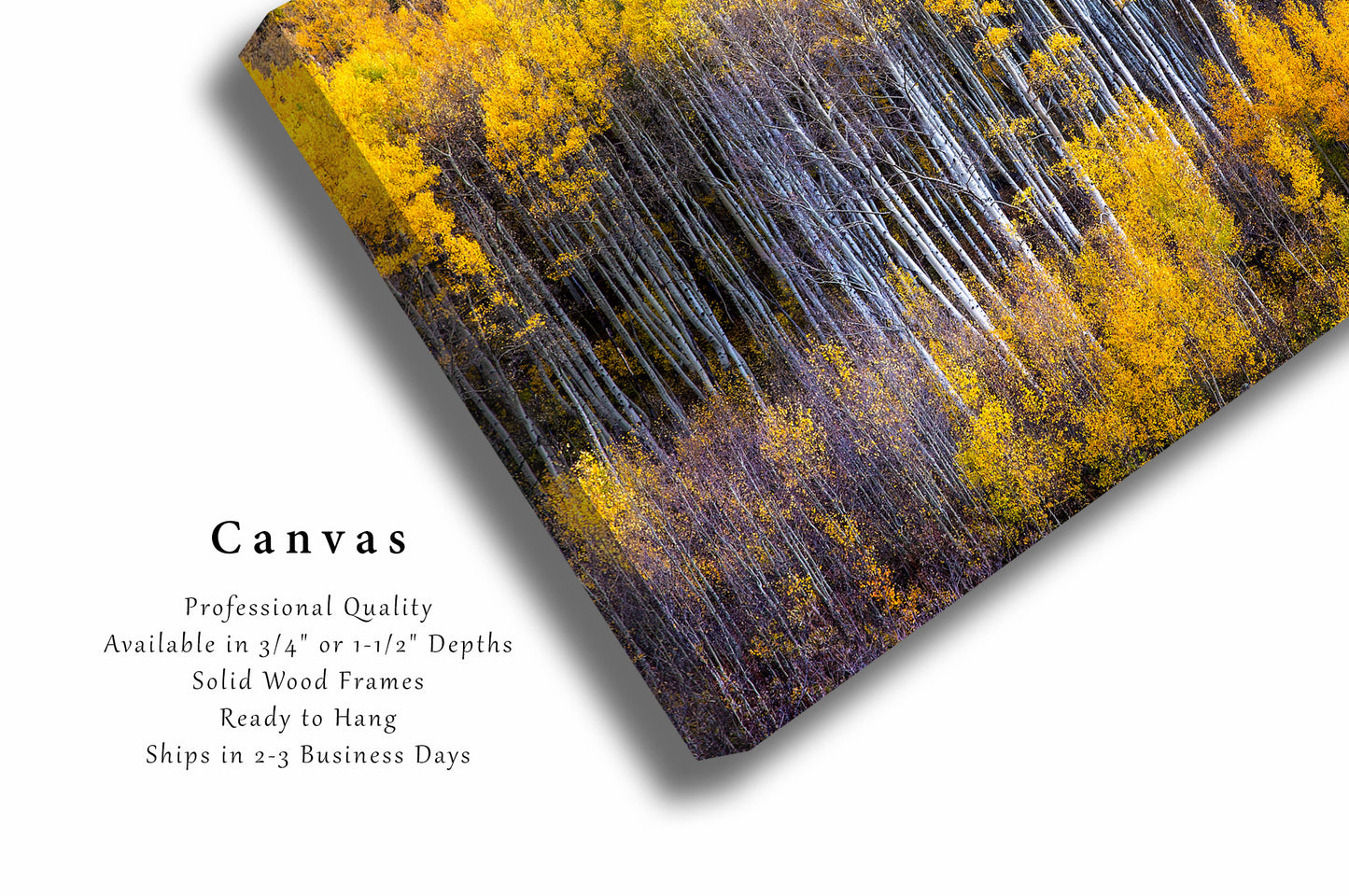 Canvas Wall Art | Aspen Tree Picture | Autumn Gallery Wrap | Colorado Photography | Rocky Mountain Decor