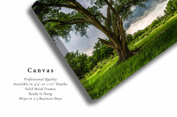 Country Canvas Wall Art - Gallery Wrap of Large Cottonwood Tree in Storm on Spring Day in Texas - Nature Photography Artwork Decor