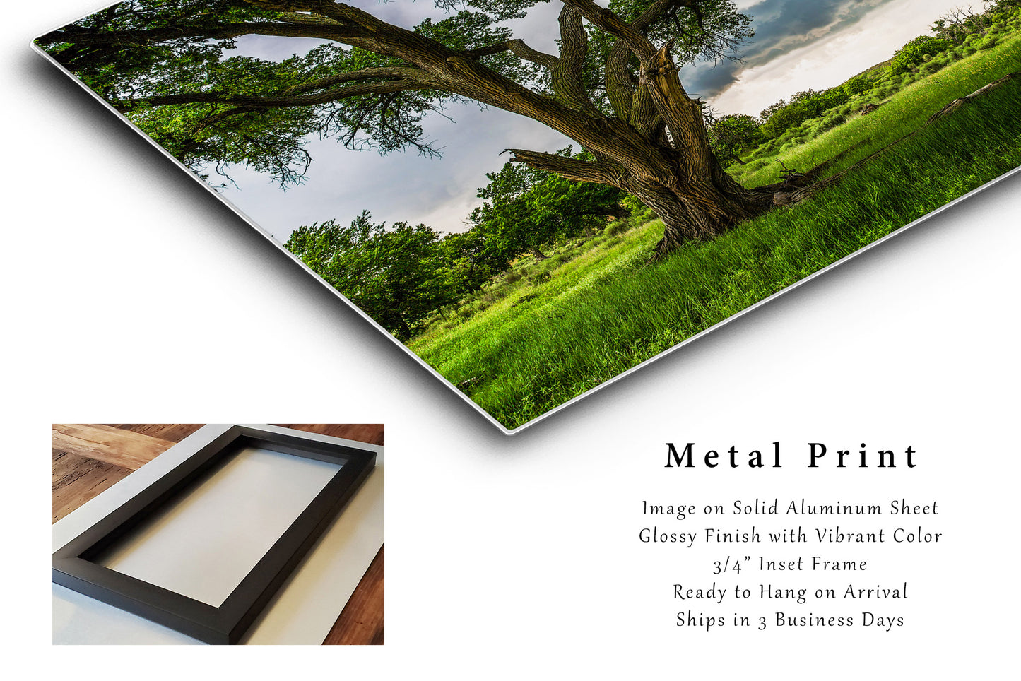 Cottonwood Tree Metal Print | Storm Photography | Thunderstorm Wall Art | Texas Photo | Nature Decor | Ready to Hang