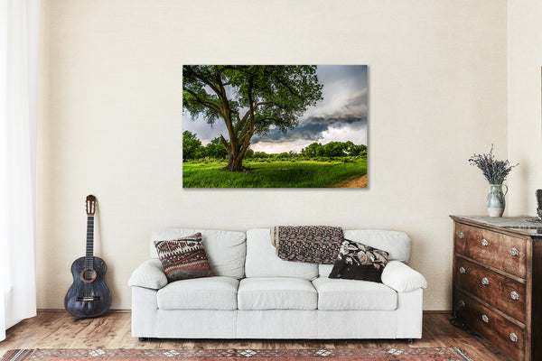 Metal Print | Tall Cottonwood Tree in Storm Photo | Texas Artwork | Country Wall Art | Landscape Photography | Nature Decor