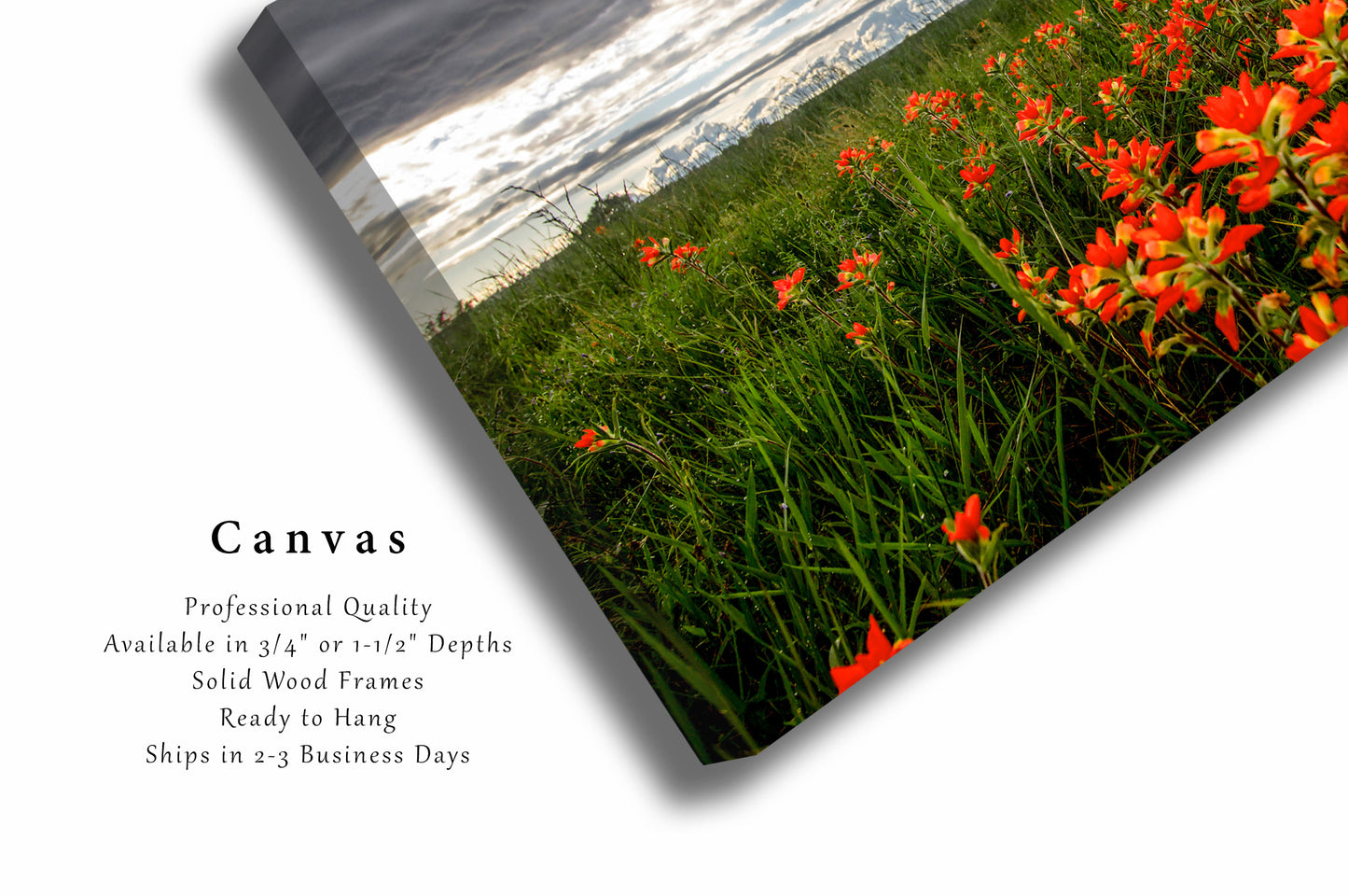Wildflower Canvas Wall Art (Ready to Hang) Gallery Wrap of Indian Paintbrush on Stormy Day in Oklahoma Flower Photography Nature Decor