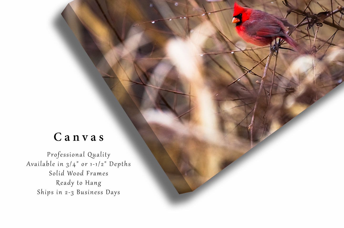Bird Canvas Wall Art - Gallery Wrap of Red Cardinal Surrounded by Raindrops on Winter Day in Oklahoma - Wildlife Photography Artwork Decor