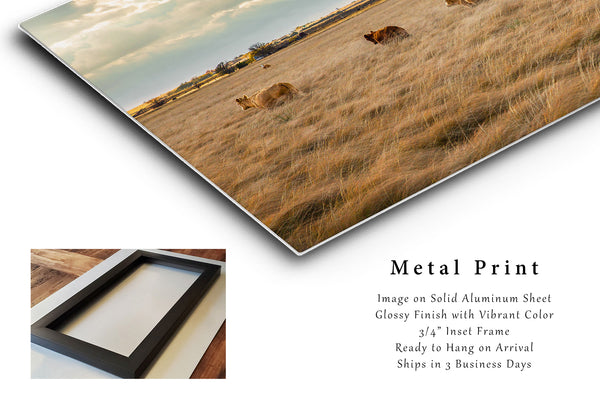 Metal Print | Cows in Prairie Grass Photo | Texas Artwork | Cattle Wall Art | Country Photography | Farmhouse Decor