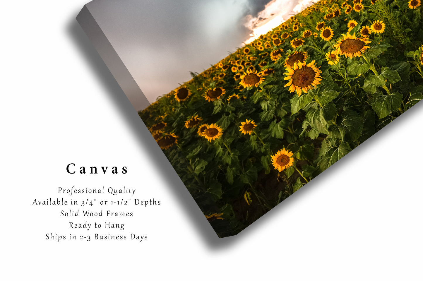Country Canvas Wall Art (Ready to Hang) Gallery Wrap of Sunflowers Facing Away from Storm in Kansas Farm Photography Farmhouse Decor