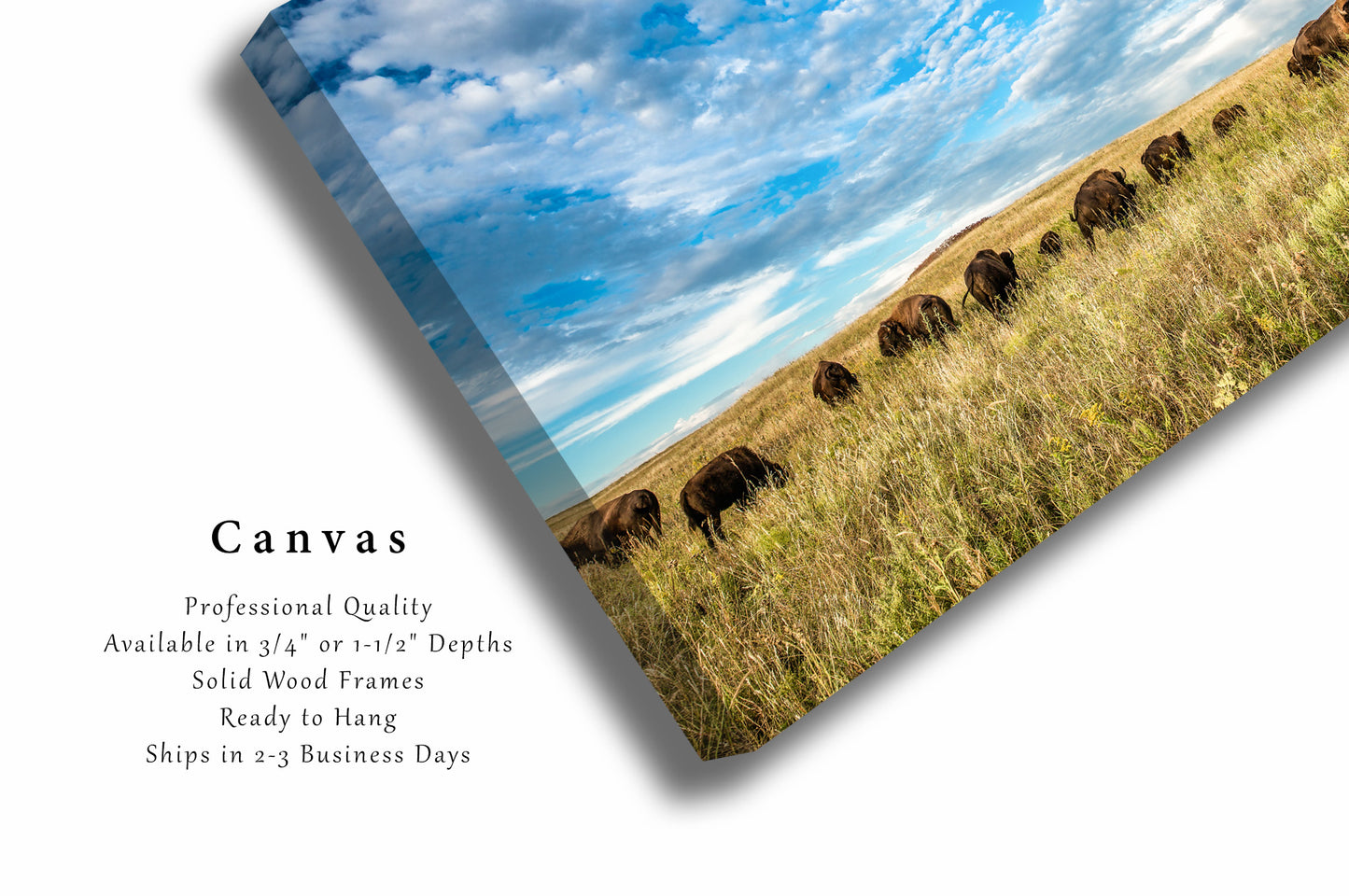 Bison Canvas Wall Art (Ready to Hang) Gallery Wrap of Buffalo Herd on Tallgrass Prairie in Oklahoma Great Plains Photography Western Decor
