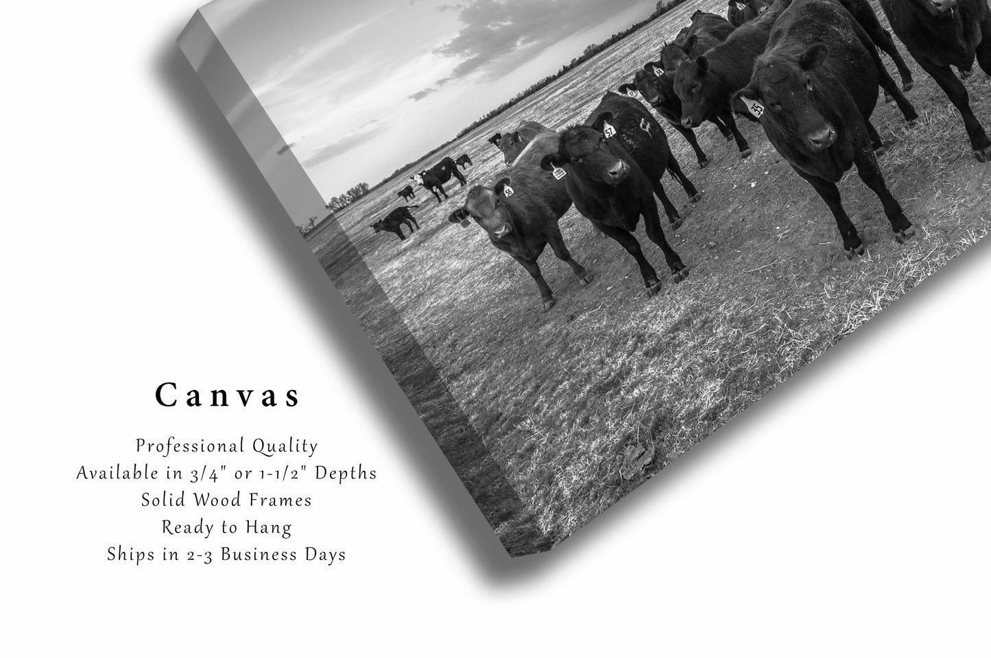 Cow Canvas | Angus Cattle Herd Gallery Wrap | Kansas Photography | Black and White Wall Art | Farmhouse Decor | Ready to Hang