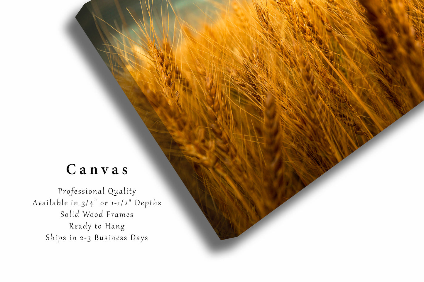 Farm Canvas Wall Art - Gallery Wrap of Golden Wheat at Harvest Time in Colorado - Country Farmhouse Photography Artwork Photo Decor