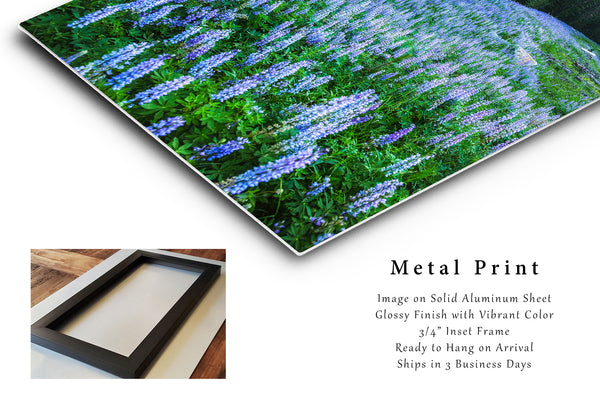 Metal Print | Purple Lupine Wildflower Photo | Montana Artwork | Rocky Mountain Wall Art | Flower Photography | Western Decor