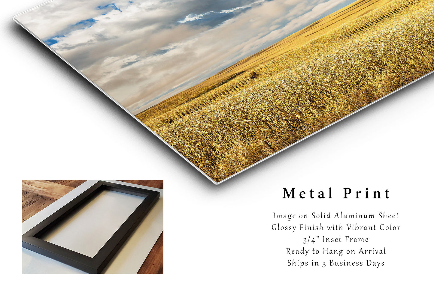 Midwest Metal Print (Ready to Hang) Photo on Aluminum of Golden Terraced Corn Fields on Autumn Day in Iowa Farm Wall Art Farmhouse Decor