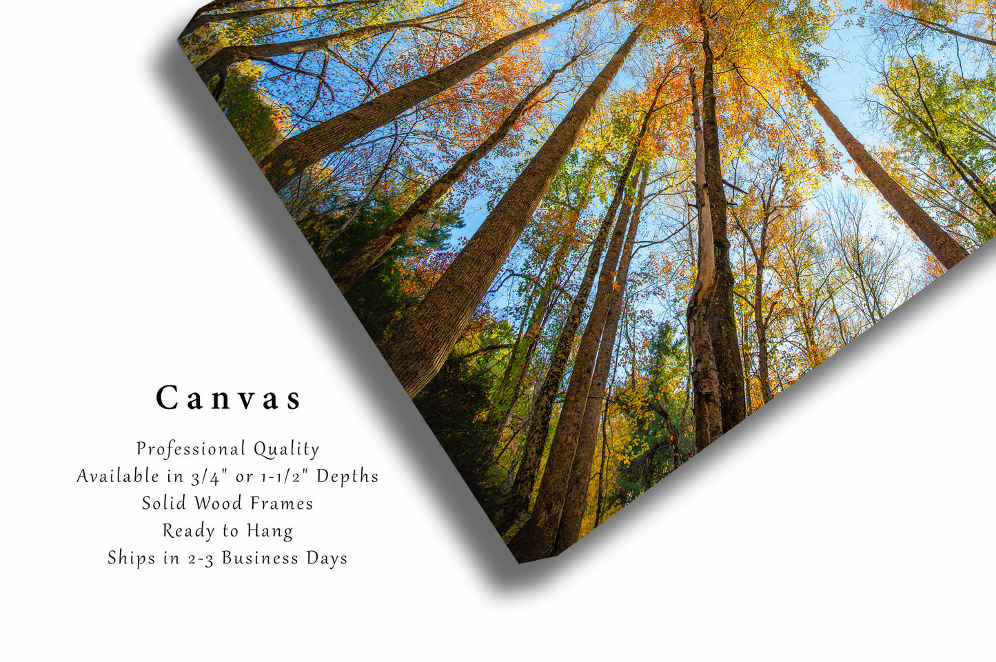 Forest Canvas Wall Art - Gallery Wrap of Looking Up in Trees on Autumn Day in Great Smoky Mountains Tennessee - Photography Artwork Decor