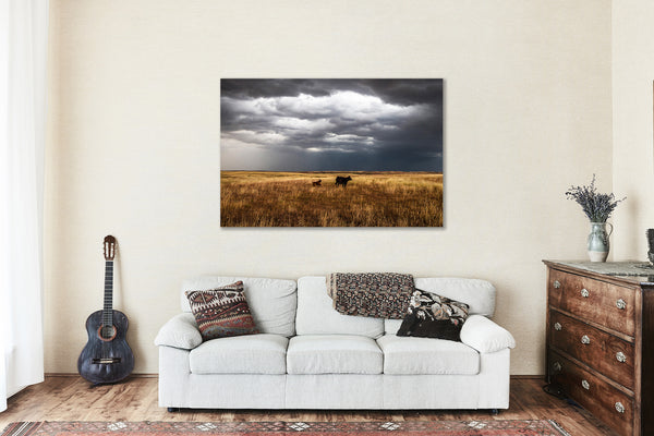 Cow Watching Over Playful Calf on Stormy Day on Oklahoma Prairie - Metal Print Wall Art - Western Animal Photography Photo Artwork Decor