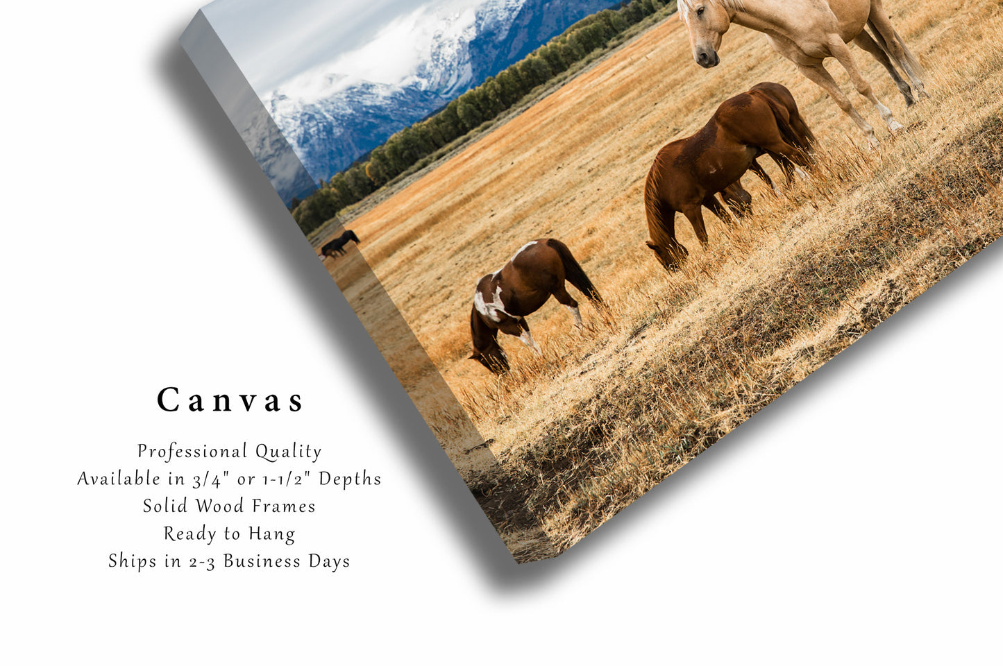 Western Canvas Wall Art - Gallery Wrap of Palomino Horse Posing in Grand Teton National Park Wyoming - Equine Photography Artwork Decor