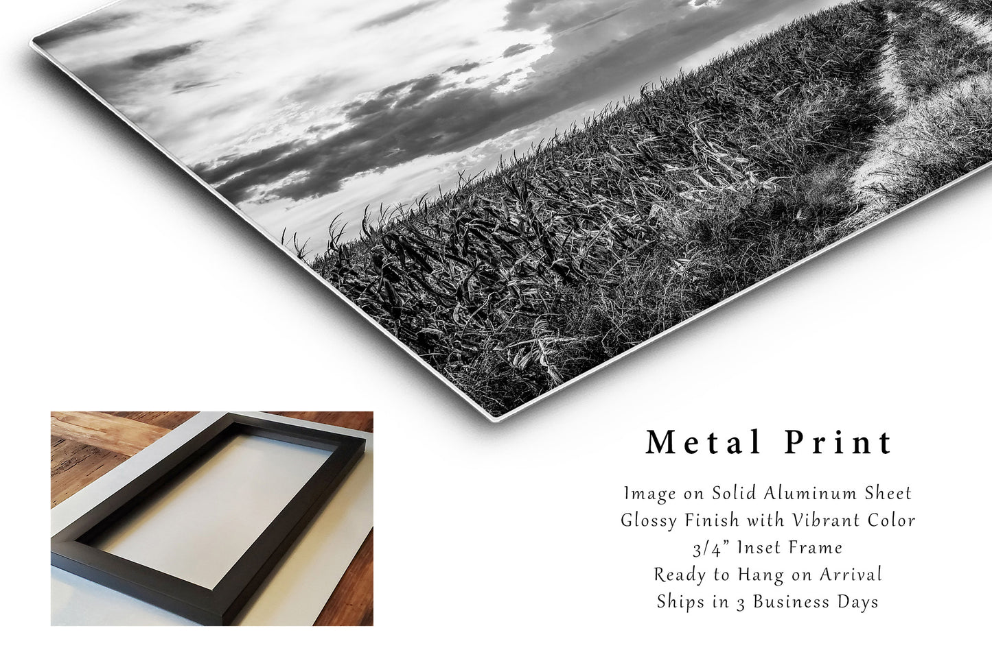 Corn Field Metal Print | Country Photography | Nebraska Wall Art | Black and White Photo | Farmhouse Decor | Ready to Hang