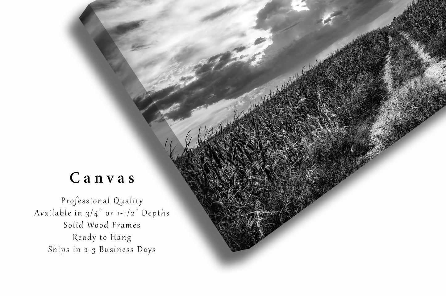 Farm Canvas Wall Art - Black and White Gallery Wrap of Path Through Corn Field Leading to Big Nebraska Sky - Country Farmhouse Photo Decor