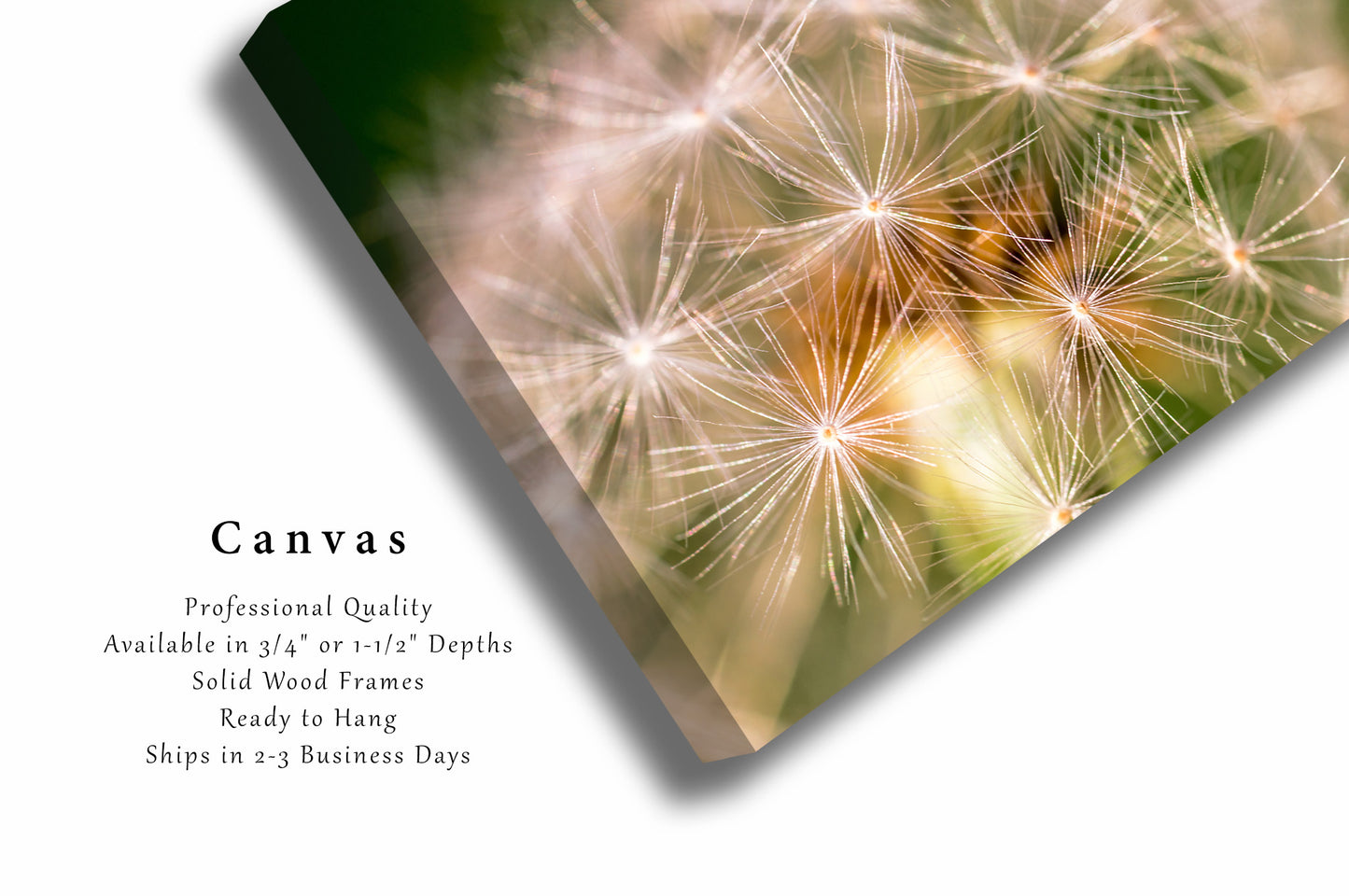 Canvas Wall Art | Dandelion Picture | Botanical Gallery Wrap | Oklahoma Photography | Nature Decor