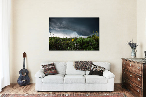 Storm Canvas Wall Art - Gallery Wrap of Wild Sunflower Standing Tall Against Thunderstorm in Texas - Weather Photography Artwork Decor