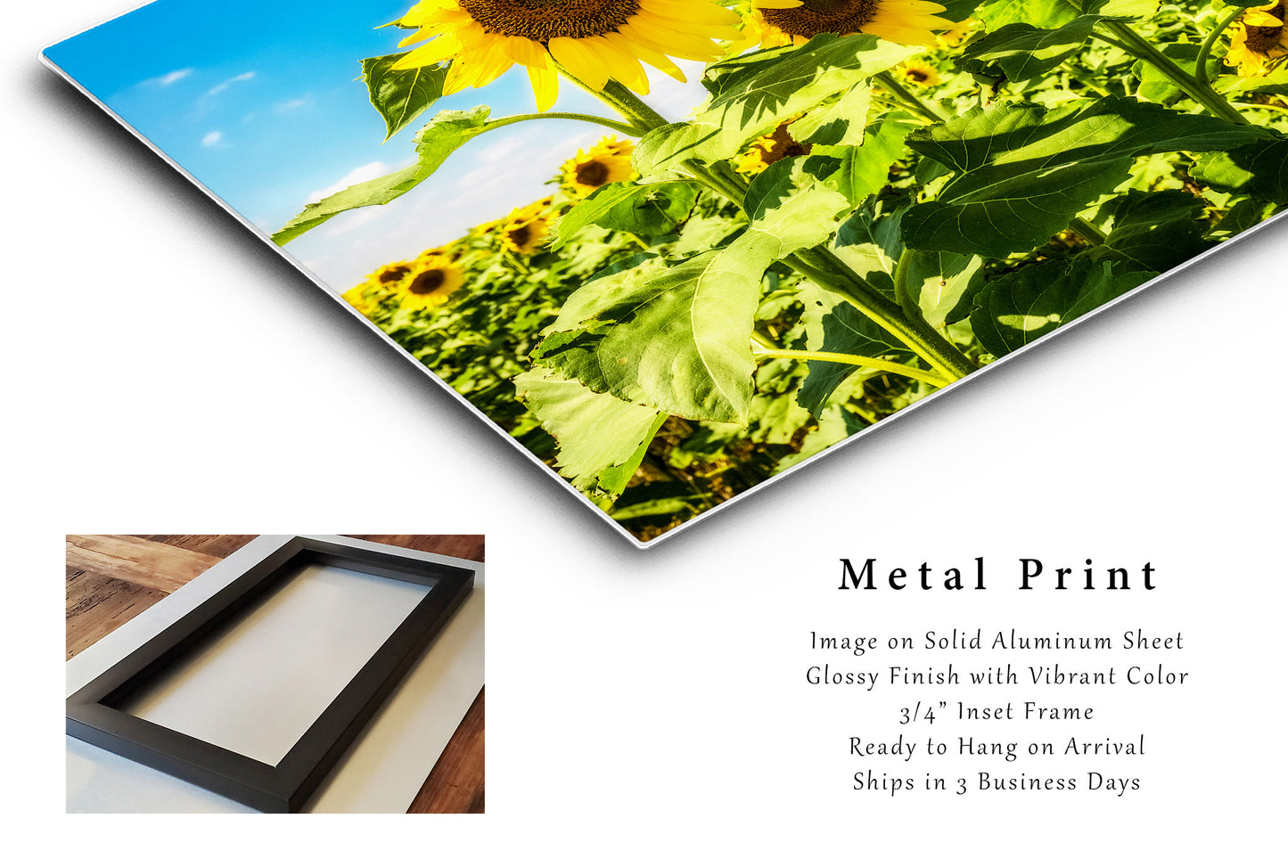 Metal Print | Sunflower Field Photo | Kansas Artwork | Country Wall Art | Farm Photography | Farmhouse Decor