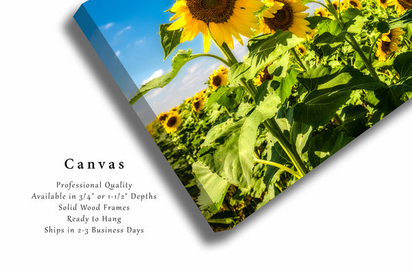 Country Canvas Wall Art - Gallery Wrap of Trio of Sunflowers Standing Tall in Sunflower Field in Kansas - Farmhouse Photo Artwork Decor