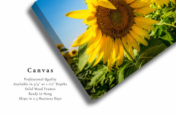 Canvas Wall Art | Sunflowers Photo | Farm Gallery Wrap | Kansas Photography | Sunflower Field Picture | Botanical Decor