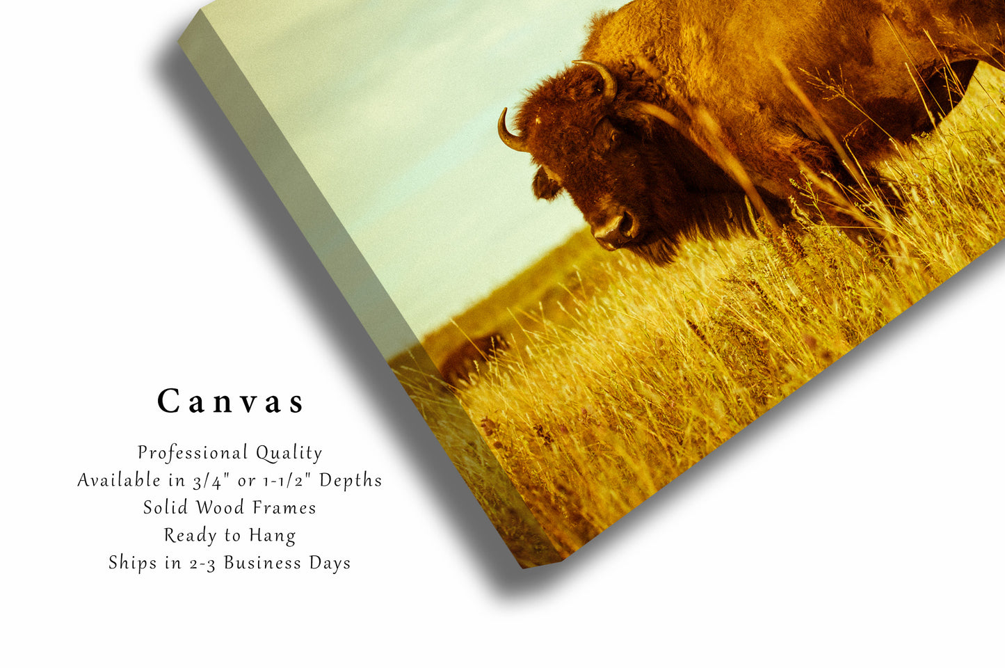 Buffalo Canvas Wall Art - Vintage Style Picture of Bison on Tallgrass Prairie in Oklahoma - Western Wildlife Photo Artwork Animal Decor