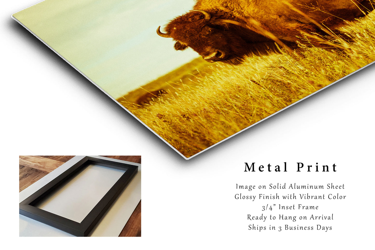 Buffalo Metal Print | Bison Photography | Tallgrass Prairie Wall Art | Oklahoma Photo | Western Decor | Ready to Hang